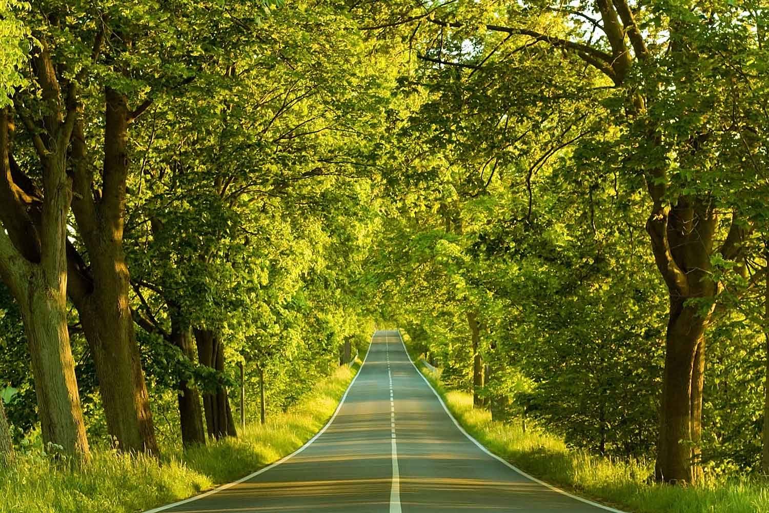 Endless Path-CP110.jpg